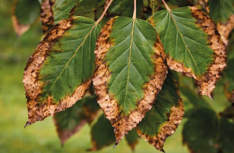 Bacterial Leaf Scorch