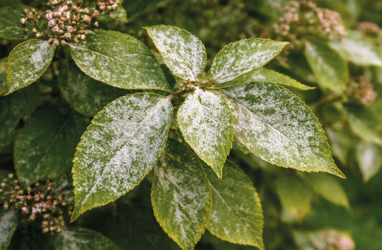 Powdery Mildew