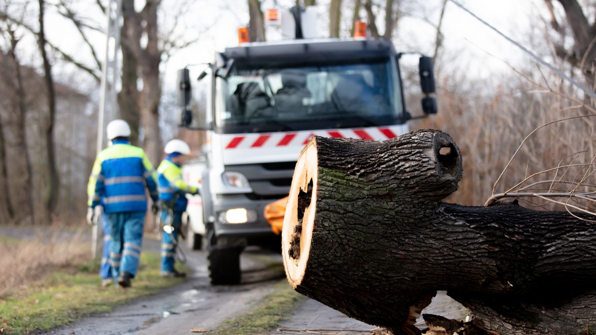 Tree removal project with crane assistance