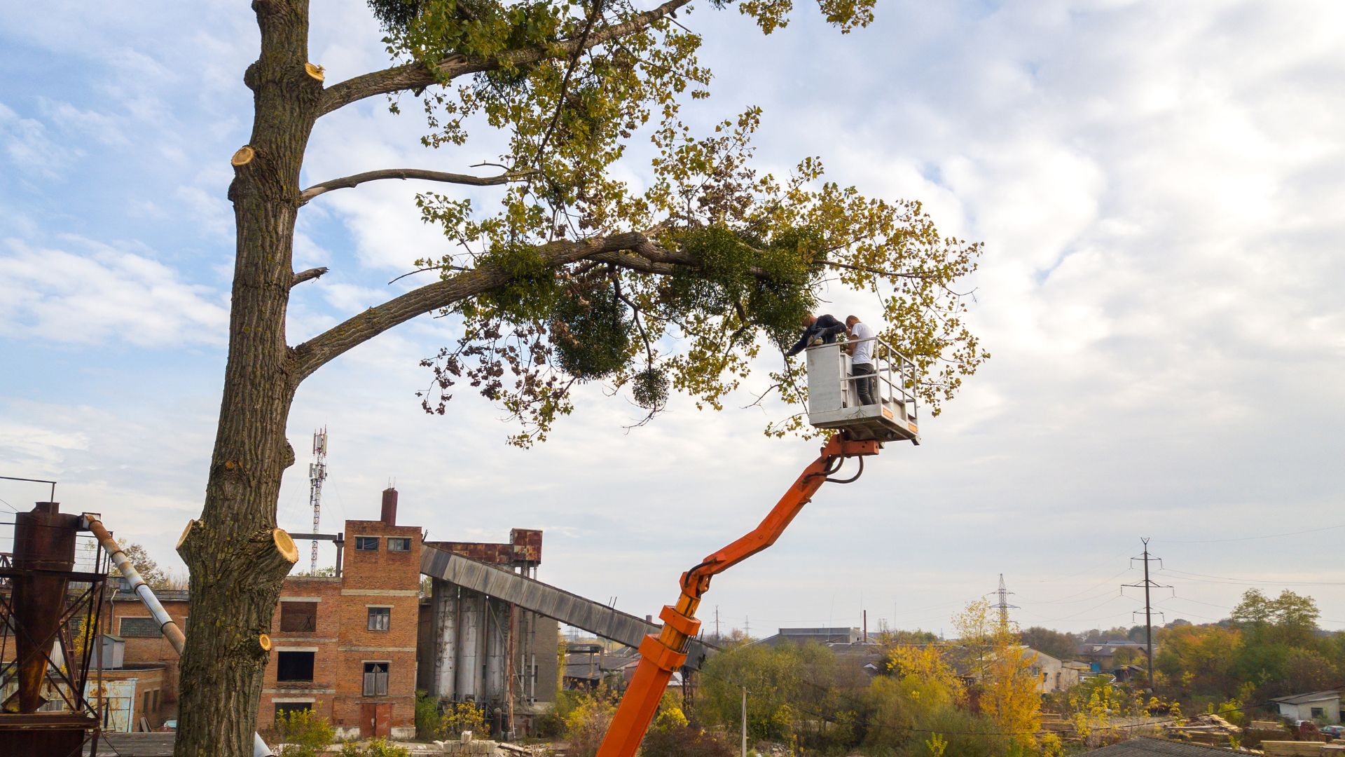 Emergency tree service crew responding to a fallen tree