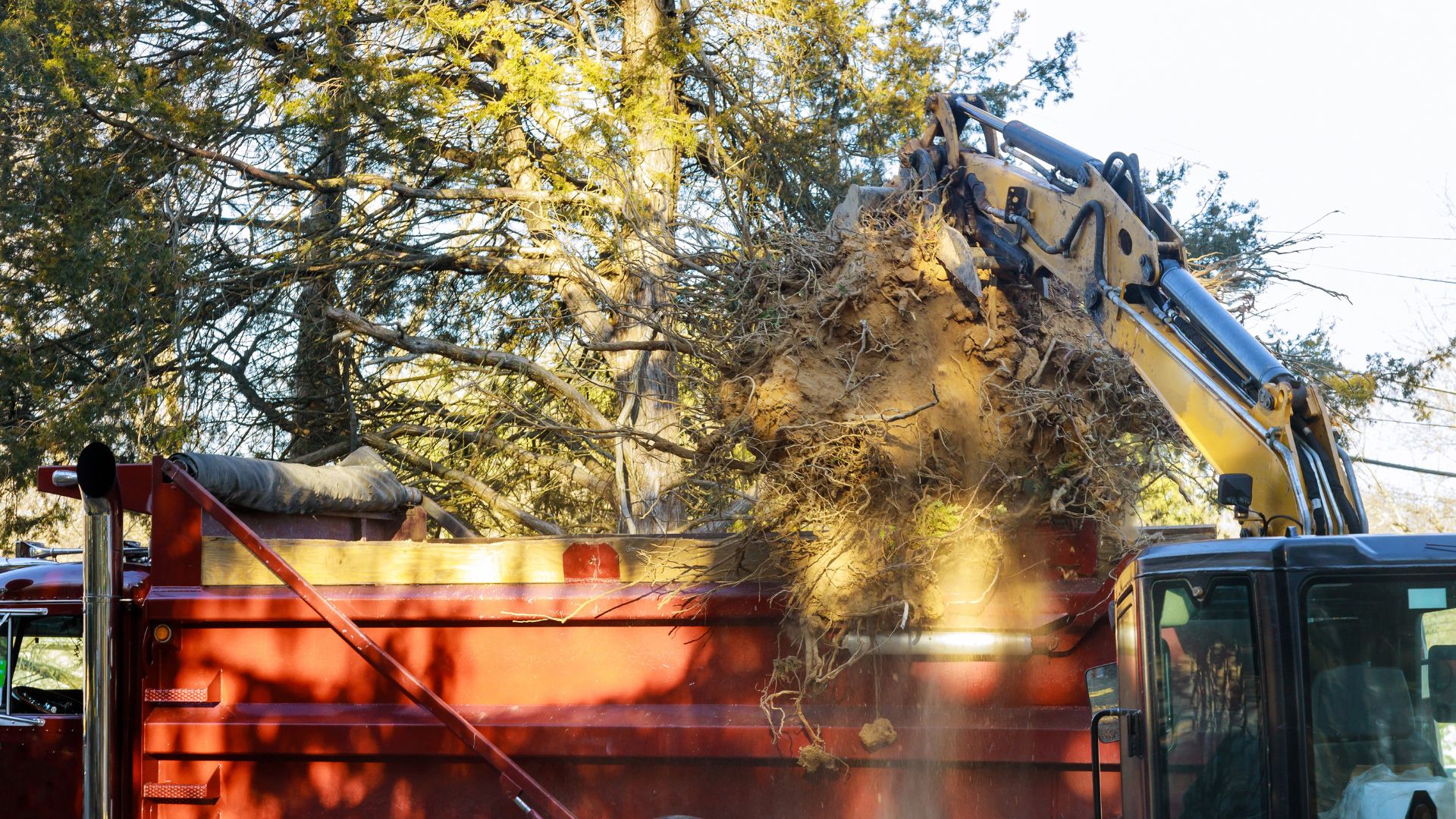 Emergency storm damage tree cleanup