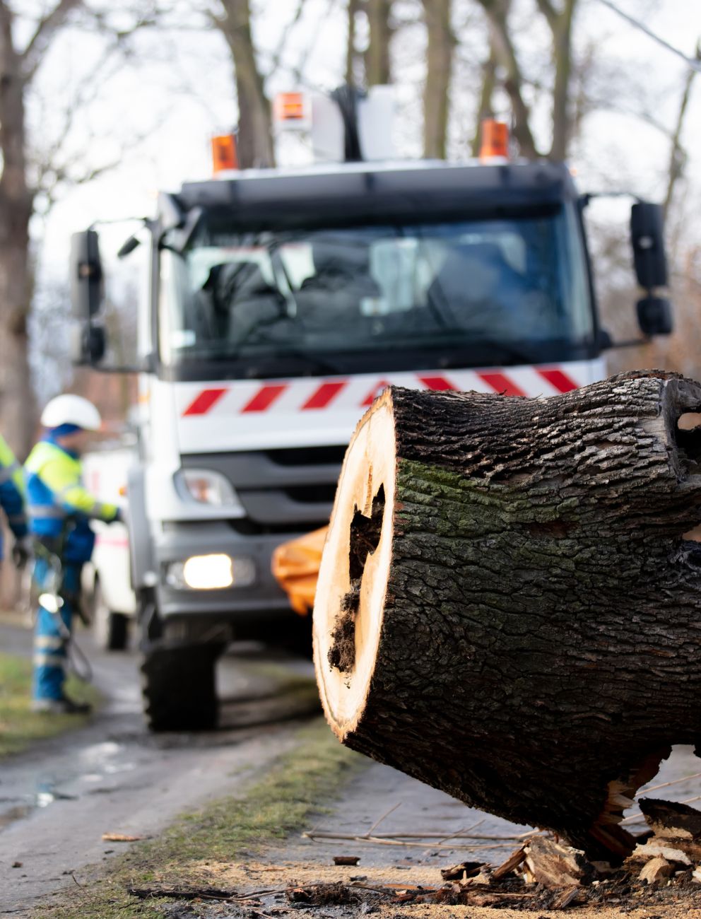 Hazardous tree removal near power lines